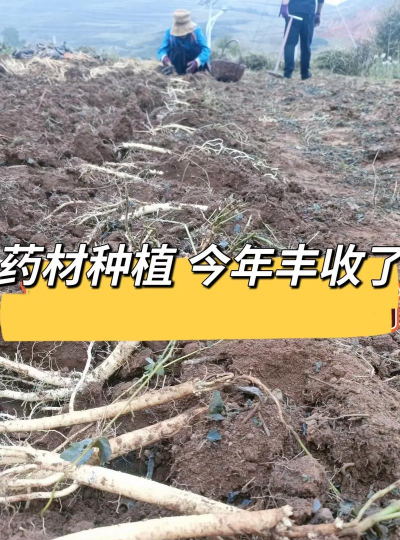 党参栽培技术管理