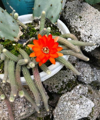 家庭养花用生根粉