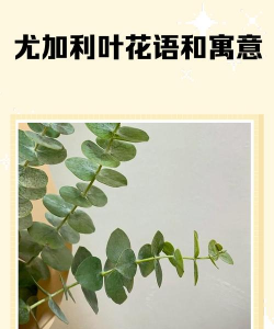 尤加利叶是什么含义