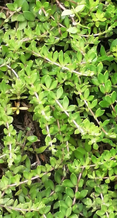 盆垂草什么地方有