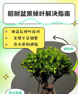 小叶榕掉叶子怎么处理