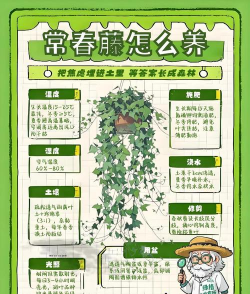 如何种植常春藤