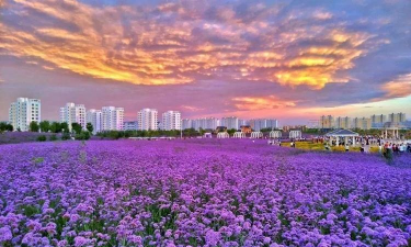 金昌市的市花是什么