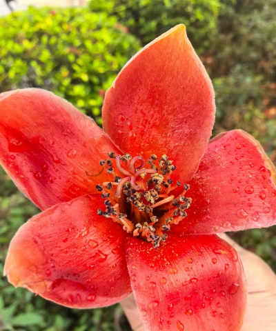 广州市市花有什么品种