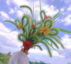 家庭养花用生根粉