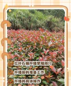 红叶石楠如何扦插