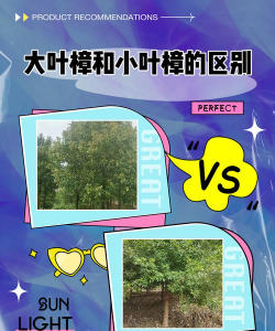 如何区分小叶香樟