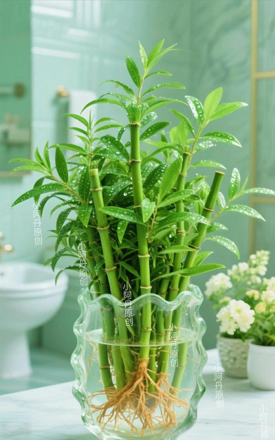 开运竹是什么竹怎么养