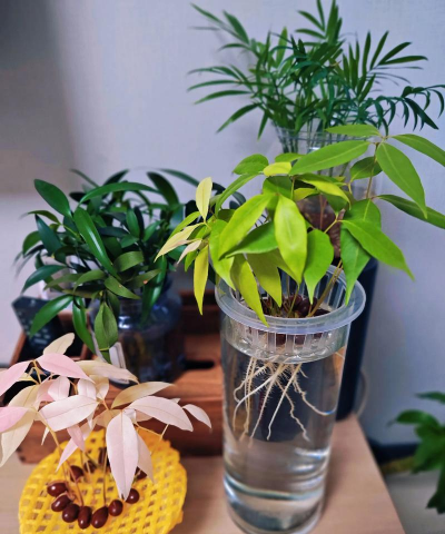 家庭养花用生根粉