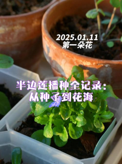 半枝莲如何播种