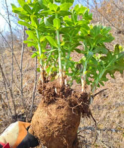 狼毒茎是什么样子的