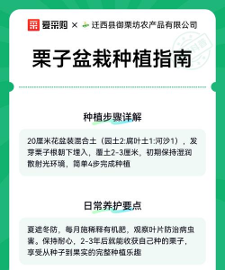 如何种板栗盆栽