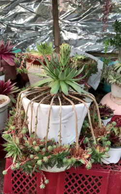 家庭养花用生根粉