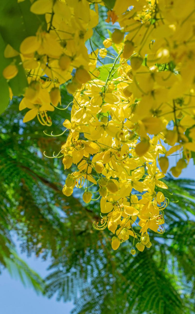 黄槐决明怎么修剪