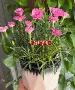 花香怡人养花