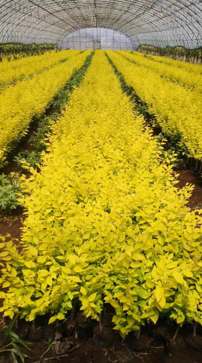 金叶榆行情怎么样