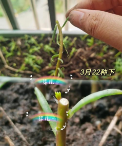 家庭养花用生根粉