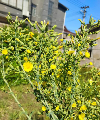 莴笋开什么样的花