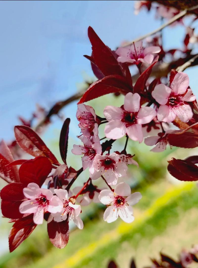 紫叶李在什么季节开花
