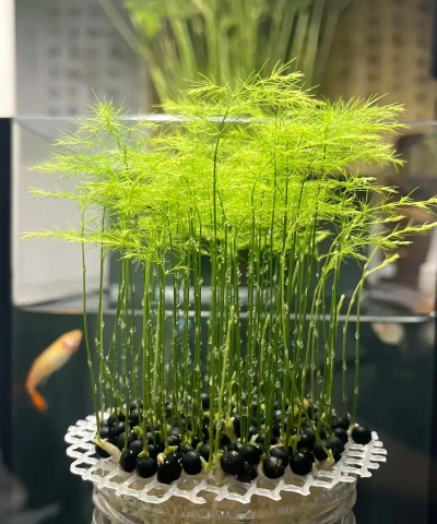 怎么做文竹盆景制作