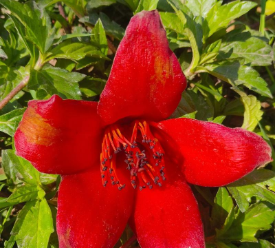 广东适合养什么花