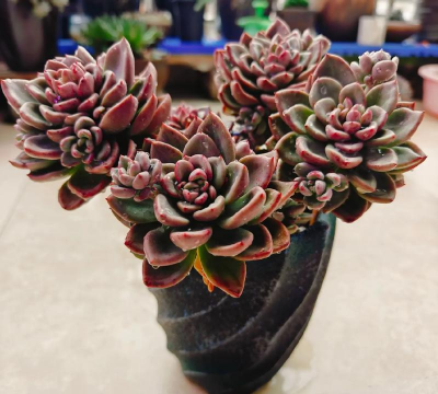 奶油黄桃多肉怎么养