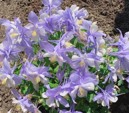 耧斗菜长什么样子