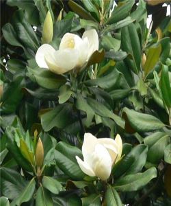 广玉兰如何施肥