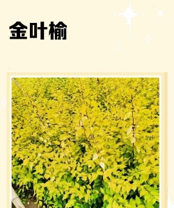 金叶榆的价值观是什么