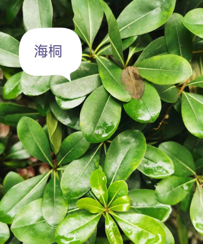 海桐属于什么植物类别