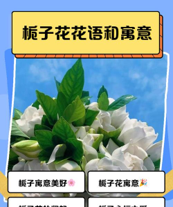 送栀子花有什么寓意