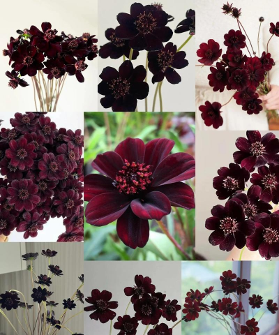 怎么收集秋英的花种