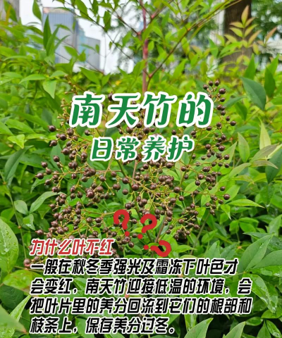 南天竹如何养护