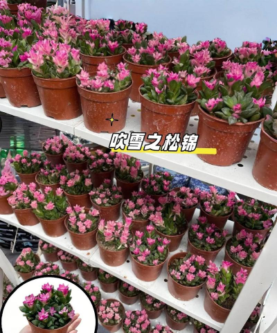 家庭养花用生根粉