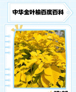 金中华金叶榆介绍