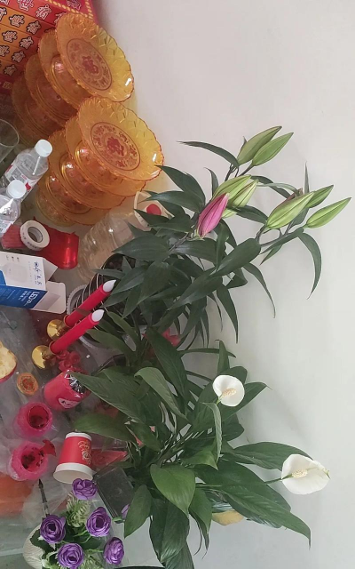 家庭养花用生根粉