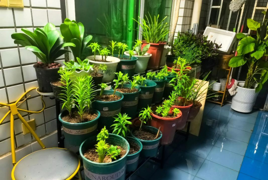 家庭养花用生根粉