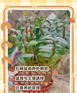 石斛快死了怎么救活