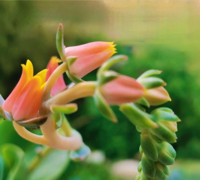 玉蝶花代表什么意思