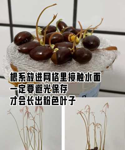 家庭养花用生根粉