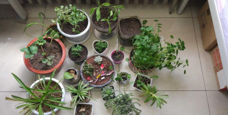 家庭养花用生根粉