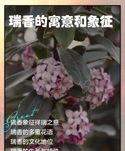 瑞香是什么意思