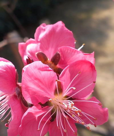 碧桃什么时候开花