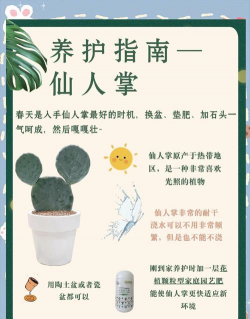 仙人掌如何养护