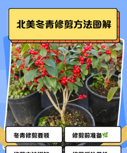 冬青树如何修剪
