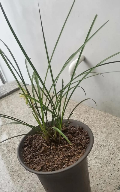 什么是细叶兰花