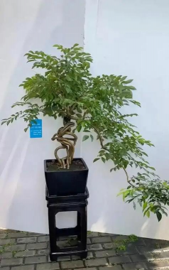 如何修剪黄花梨枝条