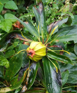 独角莲花是什么样的