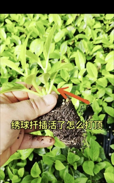 家庭养花用生根粉