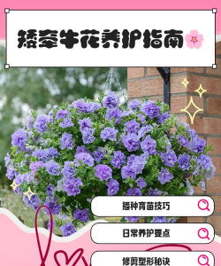 矮牵牛花怎么养护